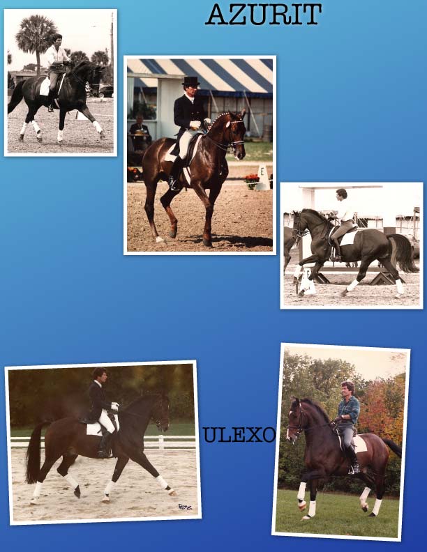 dressage